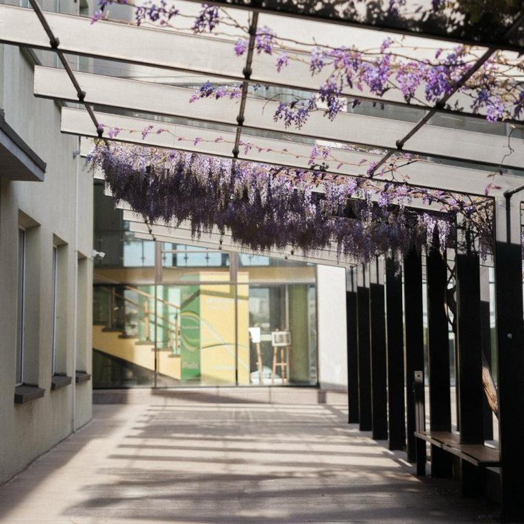 Visteria4